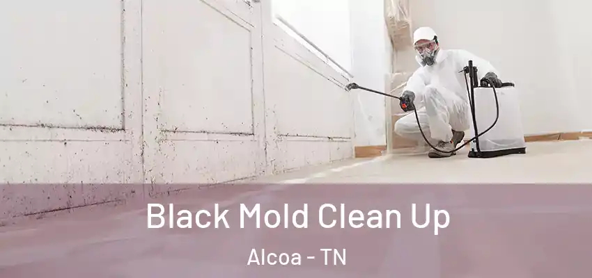  Black Mold Clean Up Alcoa - TN