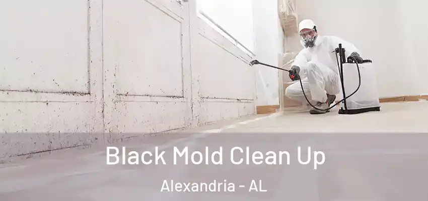  Black Mold Clean Up Alexandria - AL