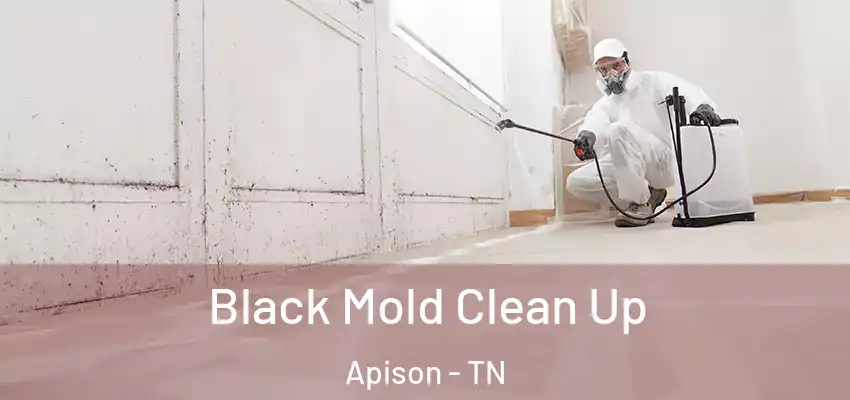 Black Mold Clean Up Apison - TN