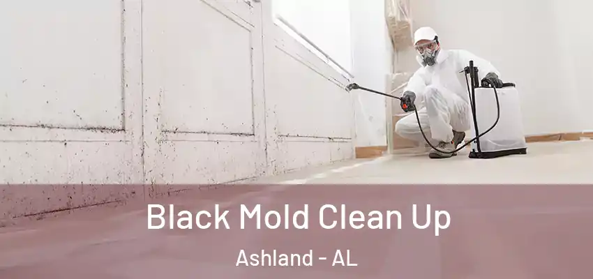  Black Mold Clean Up Ashland - AL