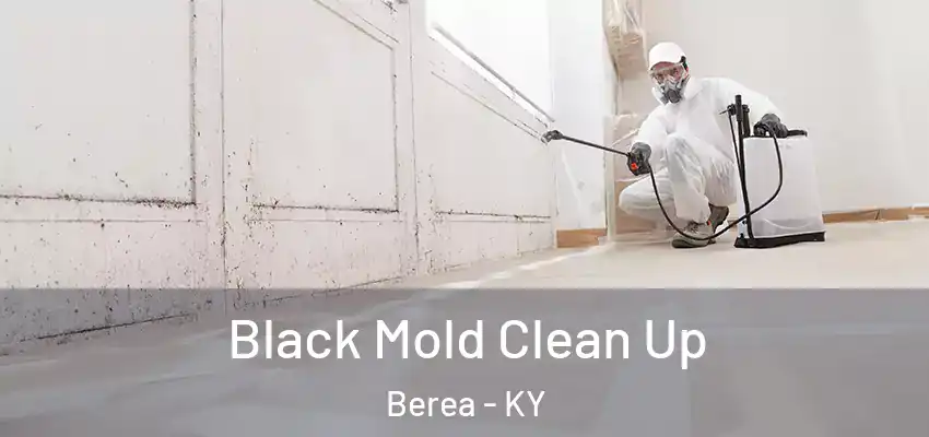  Black Mold Clean Up Berea - KY