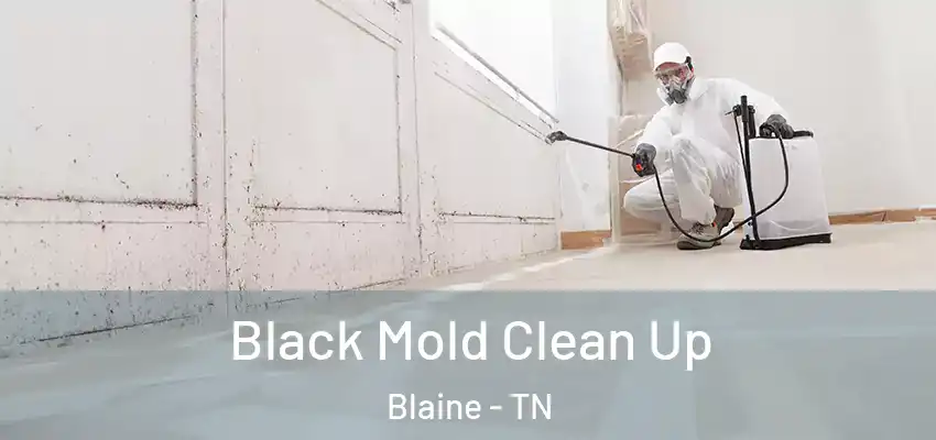  Black Mold Clean Up Blaine - TN