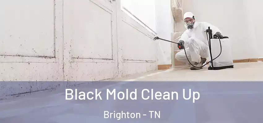  Black Mold Clean Up Brighton - TN