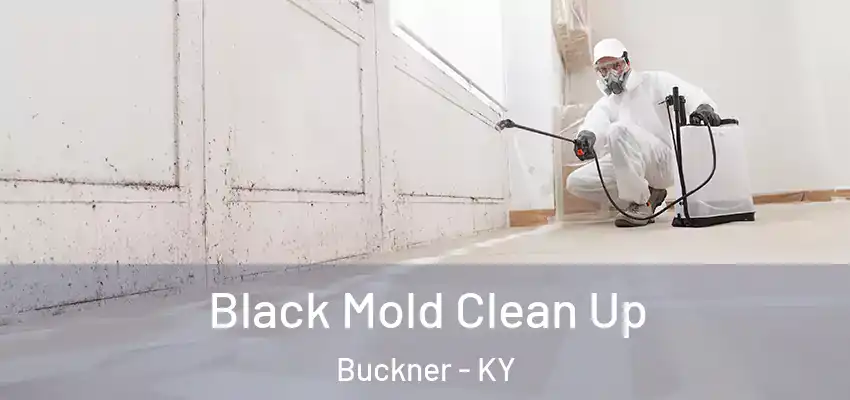  Black Mold Clean Up Buckner - KY