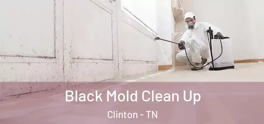  Black Mold Clean Up Clinton - TN