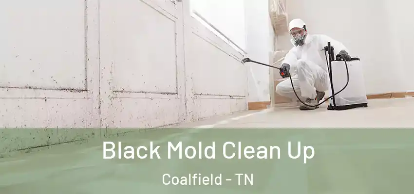 Black Mold Clean Up Coalfield - TN