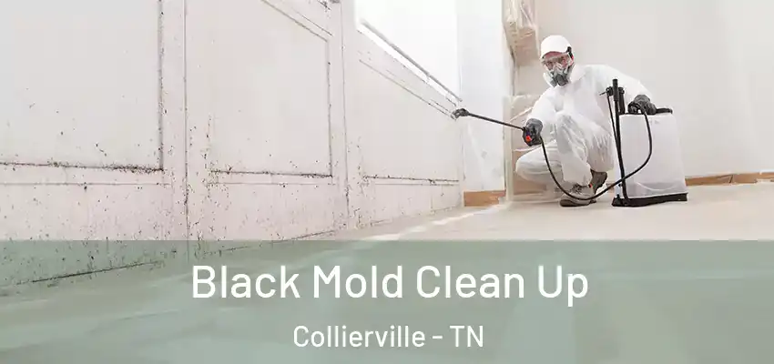 Black Mold Clean Up Collierville - TN