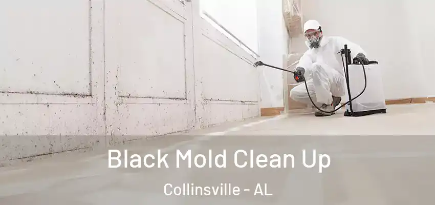  Black Mold Clean Up Collinsville - AL