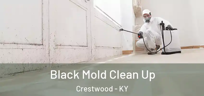 Black Mold Clean Up Crestwood - KY