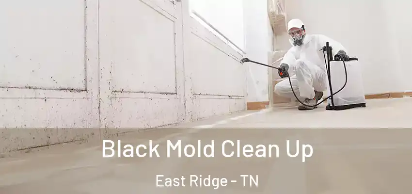 Black Mold Clean Up East Ridge - TN