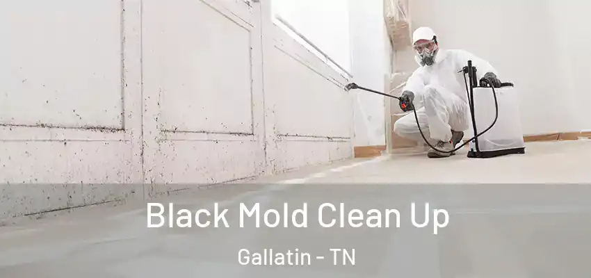 Black Mold Clean Up Gallatin - TN