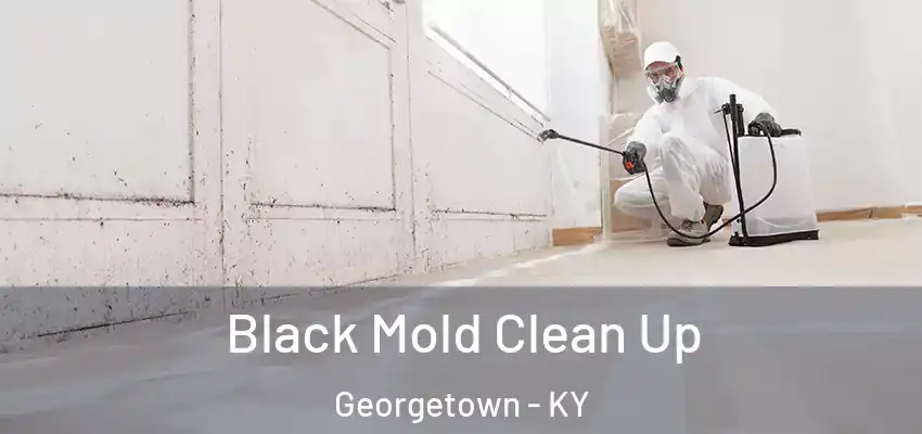 Black Mold Clean Up Georgetown - KY