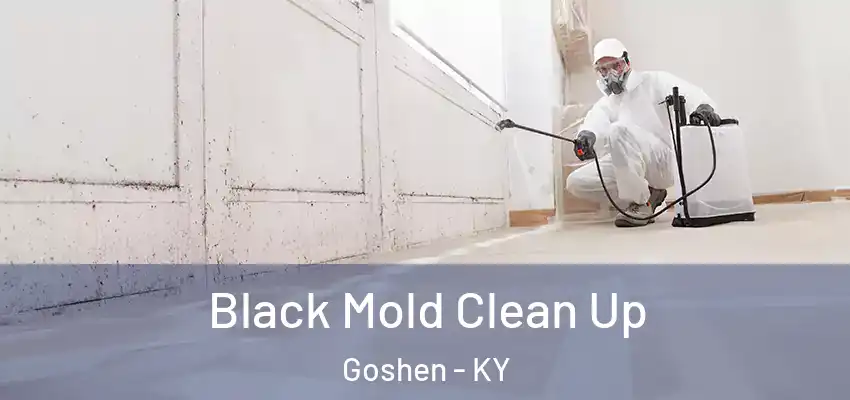 Black Mold Clean Up Goshen - KY