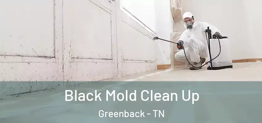  Black Mold Clean Up Greenback - TN