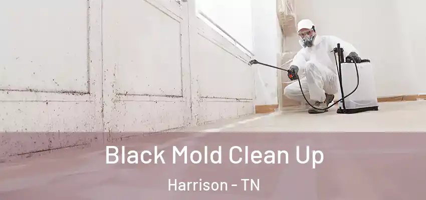 Black Mold Clean Up Harrison - TN