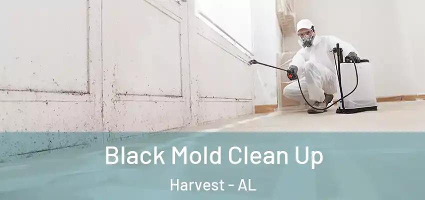  Black Mold Clean Up Harvest - AL