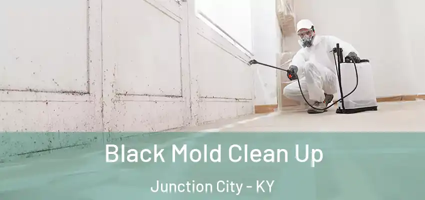  Black Mold Clean Up Junction City - KY