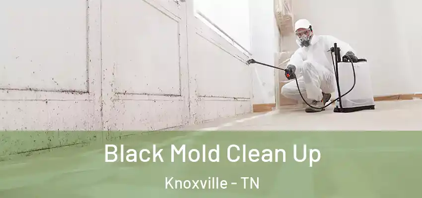  Black Mold Clean Up Knoxville - TN