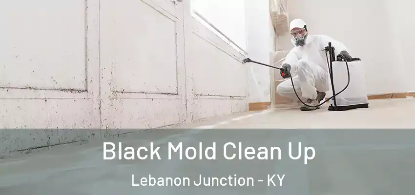  Black Mold Clean Up Lebanon Junction - KY