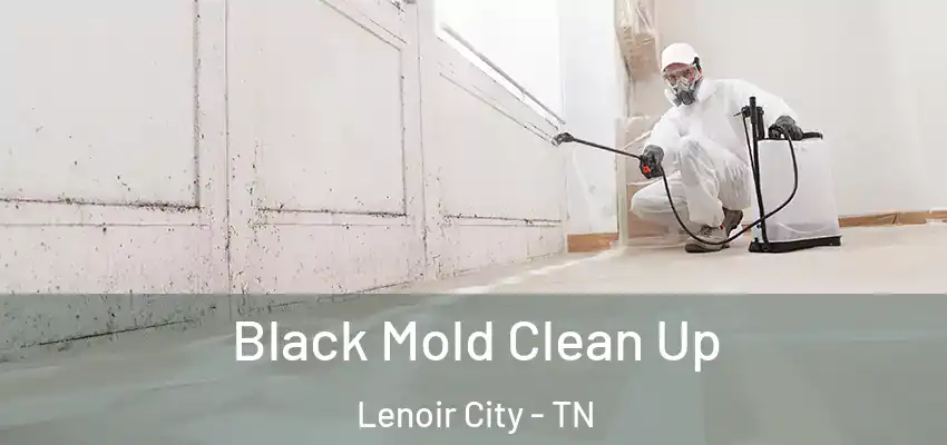  Black Mold Clean Up Lenoir City - TN