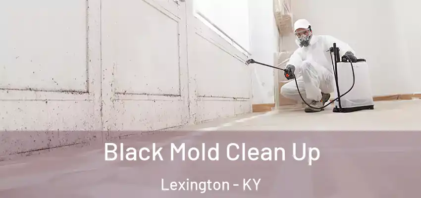  Black Mold Clean Up Lexington - KY