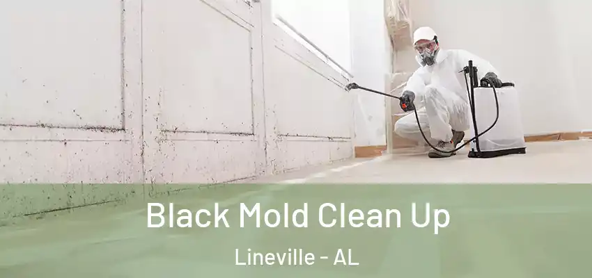  Black Mold Clean Up Lineville - AL