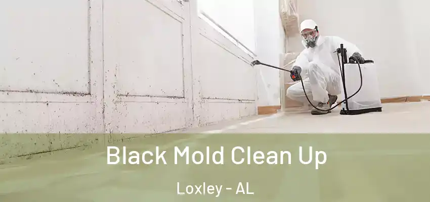Black Mold Clean Up Loxley - AL