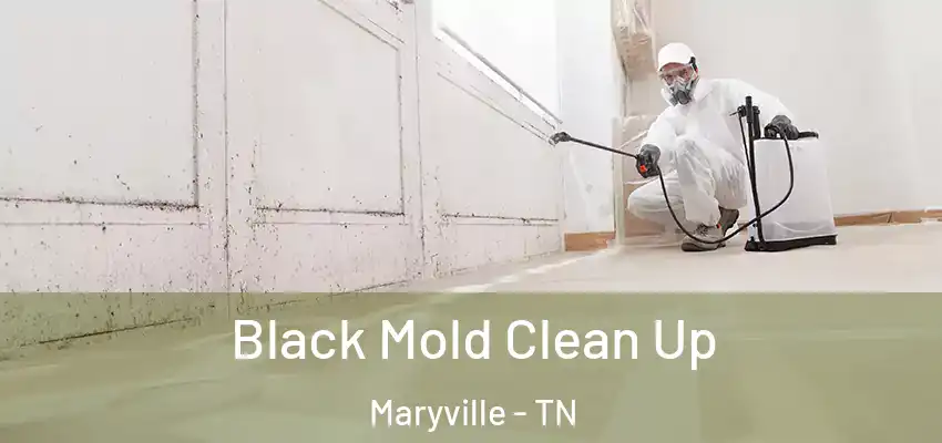 Black Mold Clean Up Maryville - TN