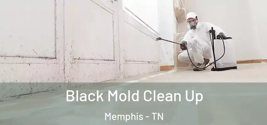  Black Mold Clean Up Memphis - TN