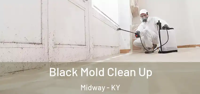  Black Mold Clean Up Midway - KY