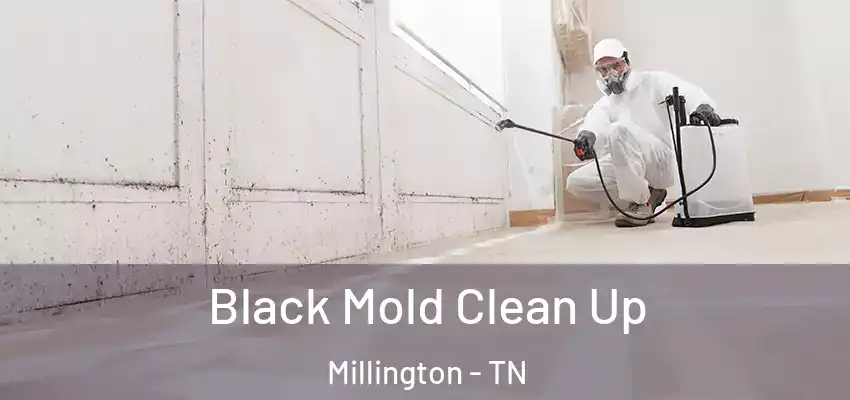  Black Mold Clean Up Millington - TN