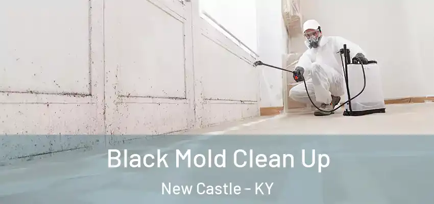  Black Mold Clean Up New Castle - KY