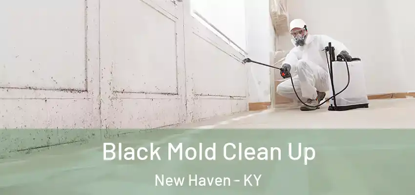  Black Mold Clean Up New Haven - KY