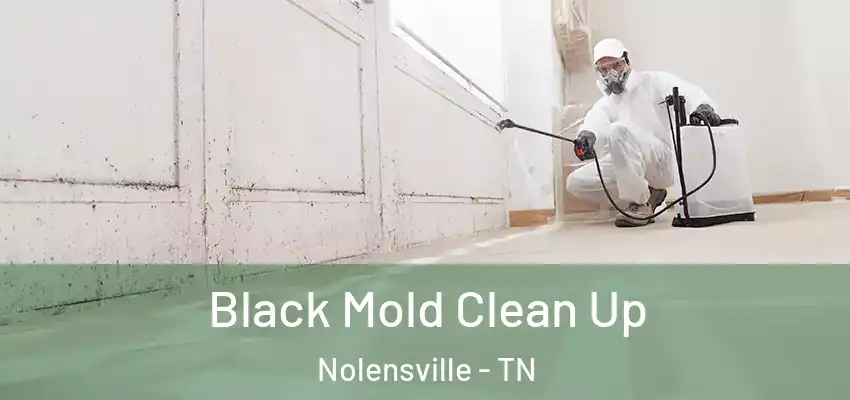  Black Mold Clean Up Nolensville - TN