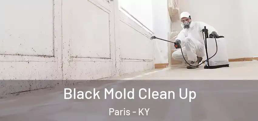  Black Mold Clean Up Paris - KY