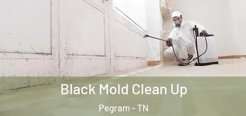 Black Mold Clean Up Pegram - TN
