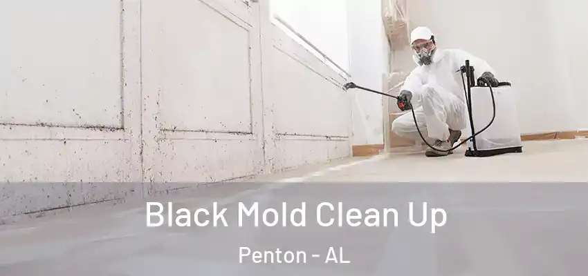  Black Mold Clean Up Penton - AL