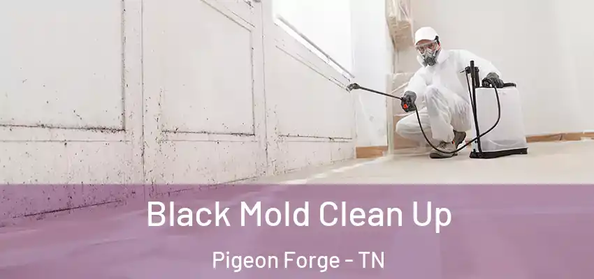  Black Mold Clean Up Pigeon Forge - TN