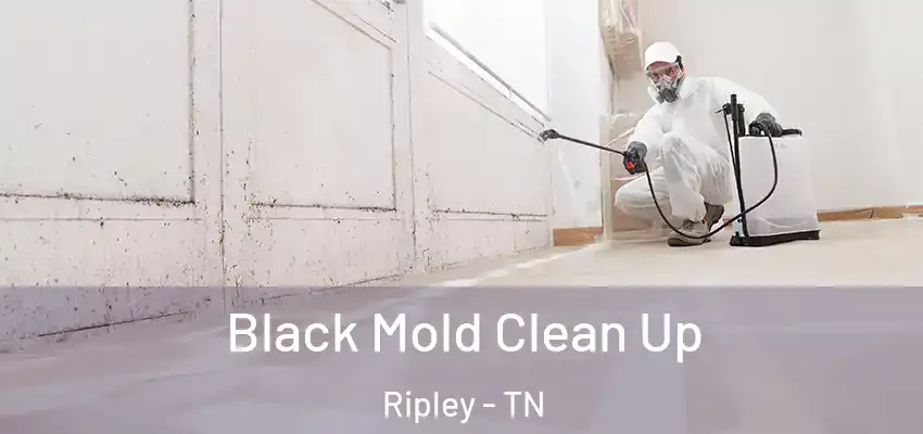 Black Mold Clean Up Ripley - TN