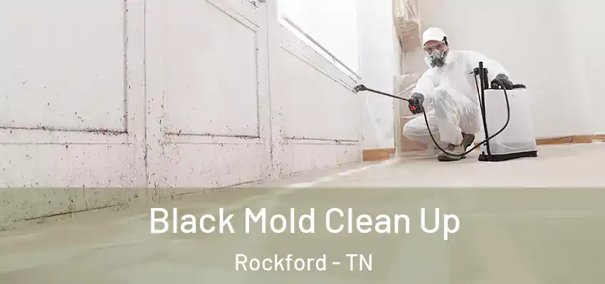  Black Mold Clean Up Rockford - TN