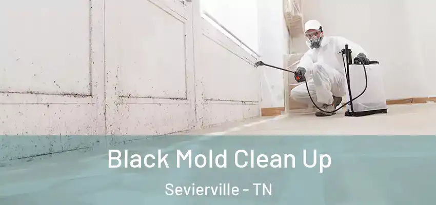 Black Mold Clean Up Sevierville - TN
