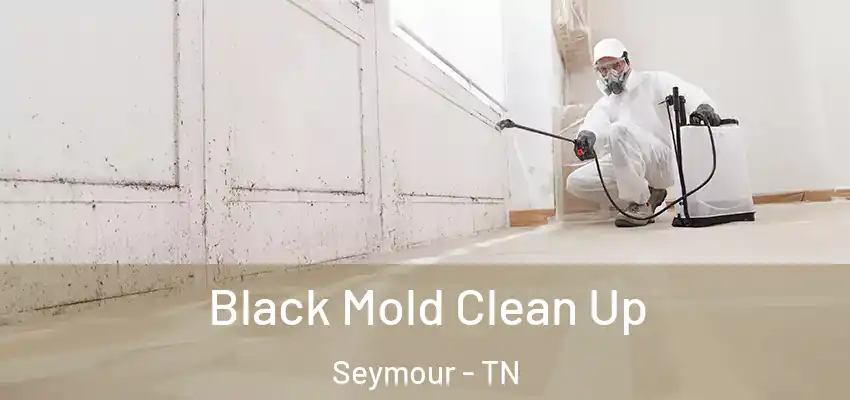  Black Mold Clean Up Seymour - TN