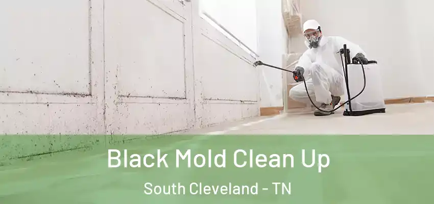 Black Mold Clean Up South Cleveland - TN
