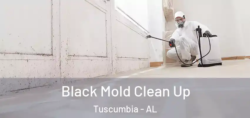  Black Mold Clean Up Tuscumbia - AL