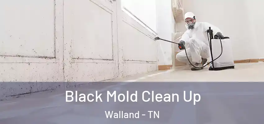 Black Mold Clean Up Walland - TN
