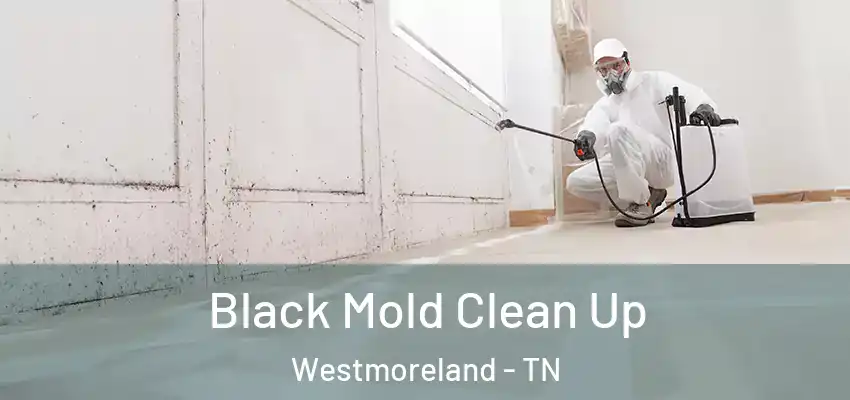Black Mold Clean Up Westmoreland - TN