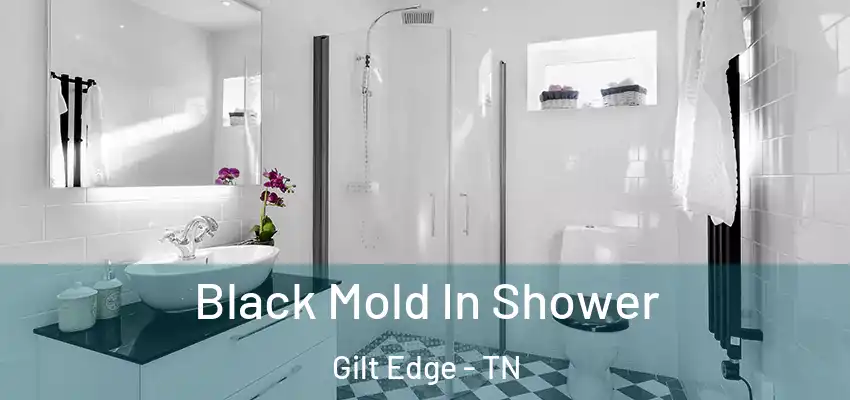  Black Mold In Shower Gilt Edge - TN