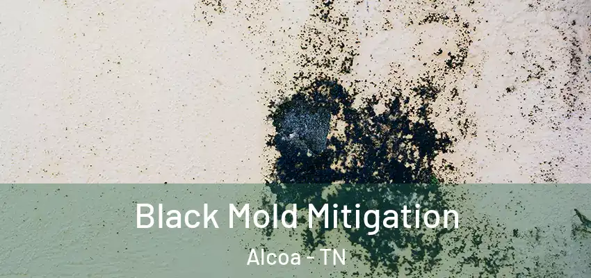  Black Mold Mitigation Alcoa - TN