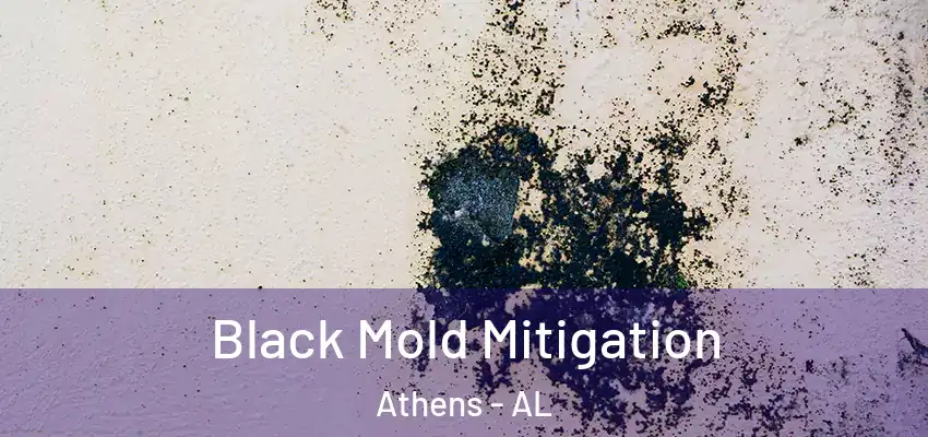  Black Mold Mitigation Athens - AL