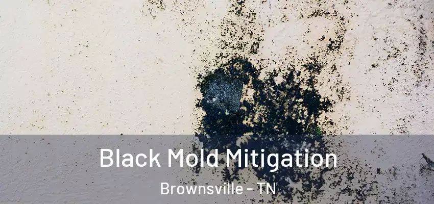  Black Mold Mitigation Brownsville - TN